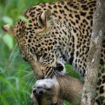 Muzi Safari Tours | Hazyview Mpumalanga