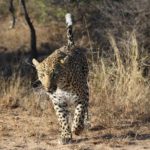 Muzi Safari Tours | Hazyview Mpumalanga