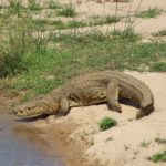 Muzi Safari Tours | Hazyview Mpumalanga