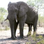 Muzi Safari Tours | Hazyview Mpumalanga