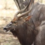 Muzi Safari Tours | Hazyview Mpumalanga