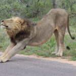 Muzi Safari Tours | Hazyview Mpumalanga