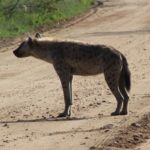 Muzi Safari Tours | Hazyview Mpumalanga