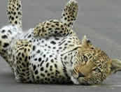 Muzi Safari Tours | Hazyview Mpumalanga