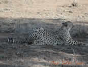 Muzi Safari Tours | Hazyview Mpumalanga