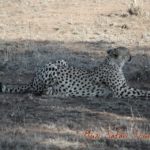 Muzi Safari Tours | Hazyview Mpumalanga